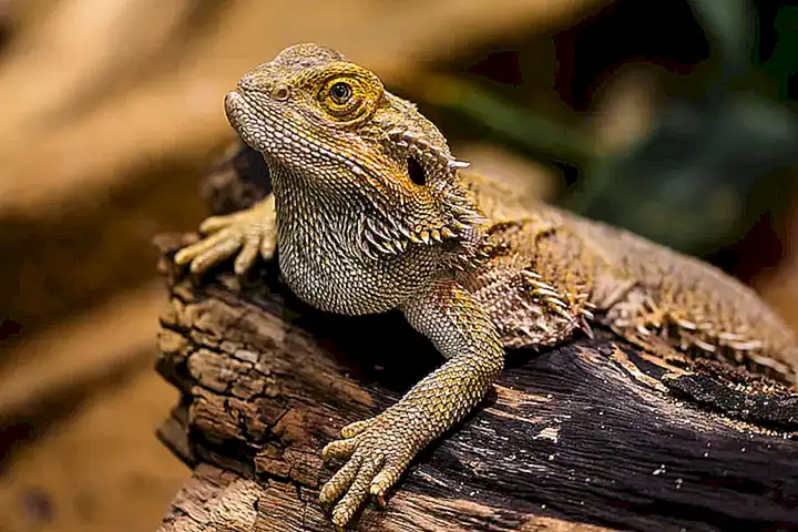 El papel del dragón barbudo en la cultura australiano