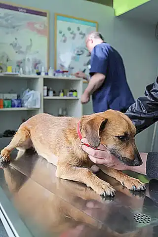 El papel del veterinario en el control del peso de tu perro