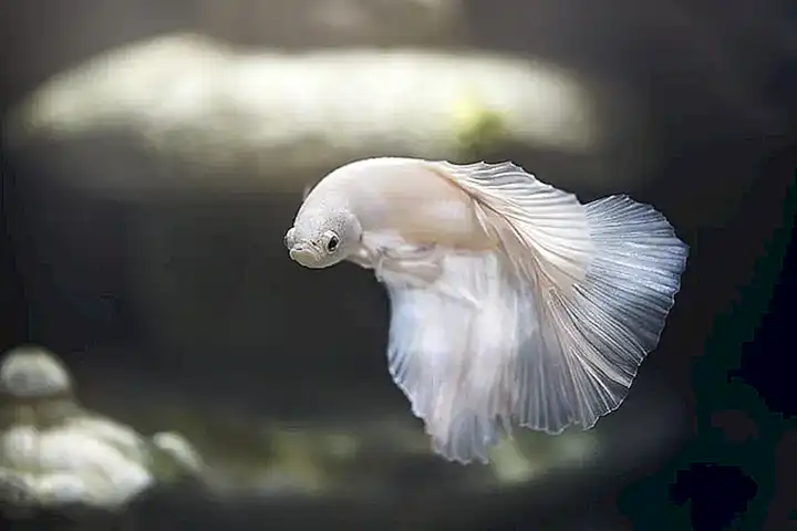 El papel que los peces juegan en la economía mundial