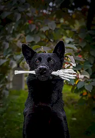 El pastor catalán como perro de protección para los niños