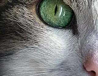 como-cuidar-el-pelaje-de-un-gato_h2_333.webp