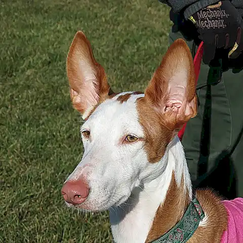 El Podenco Ibicenco en las artes