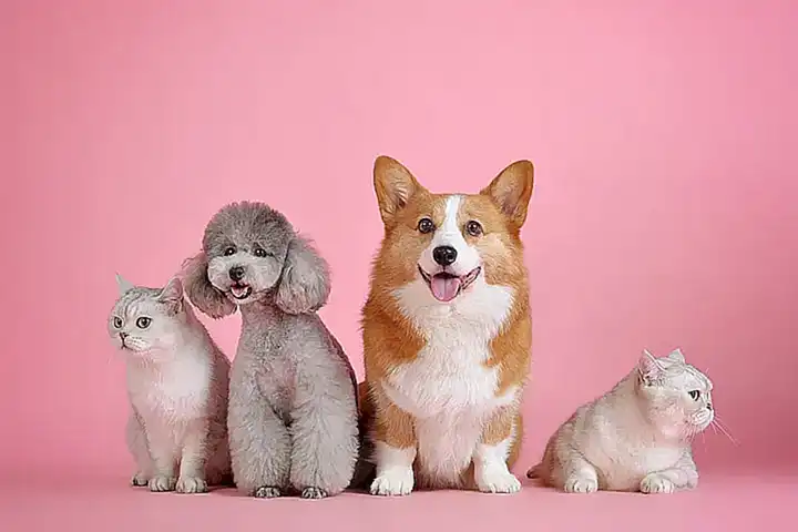 El primer celo en las perras y gatas