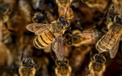 los-diferentes-tipos-de-picadura-de-abeja_h2_472.webp