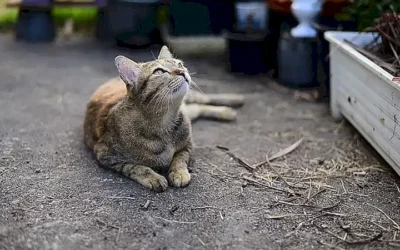 el-rol-del-ronroneo-en-la-comunicacion-entre-gatos-y-las-personas_h2_855.webp