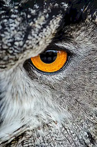 El tamaño de los ojos de los búhos y su relación con su agudeza visual