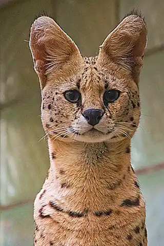 El tamaño del serval