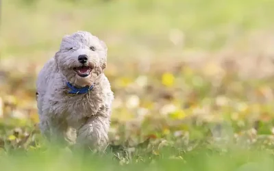 como-es-el-temperamento-del-bichon-maltes_h2_924.webp