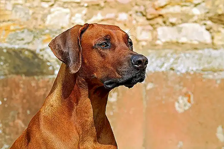 El uso como perro guardián
