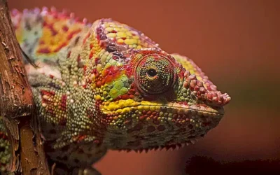 los-ojos-y-la-vision_h2_625.webp