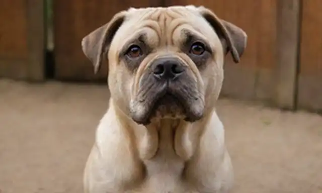 Un perro majestuoso con cara arrugada con una robusta construcción, puesto contra un fondo rústico cálido; el pelaje de perros es corto y elegante, con un brillo sutil; sus ojos son expresivos e inteligentes, con un toque de curiosidad; unas cuantas cadenas de pelo largo enmarcan su cara, dándole un aspecto distinguido