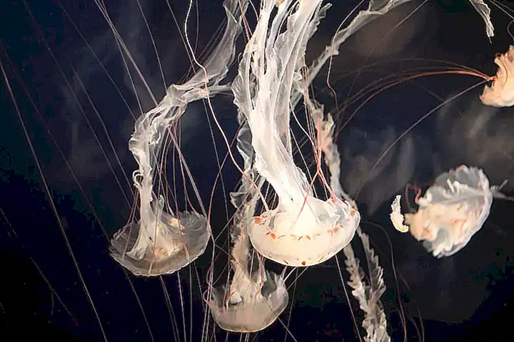 Elección de la especie de medusa adecuada