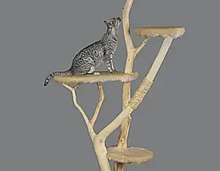 ensenar-al-gato-a-usar-un-rascador-o-tronco_h2_707.webp