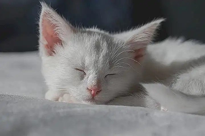 Entorno tranquilo para el gato