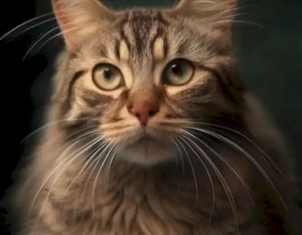 Mi gato ronca: ¿cuándo tengo que llevarlo al veterinario?