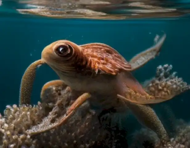 Image should depict the latest news and tips about aquatic life and the Peludos.top Magazine.