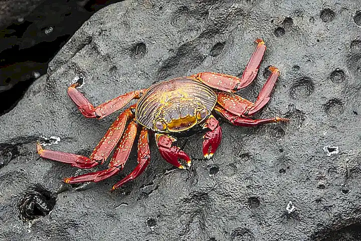 Especies de cangrejos