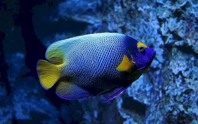 peces-exoticos-y-tropicales-para-el-acuario_h2_239.webp