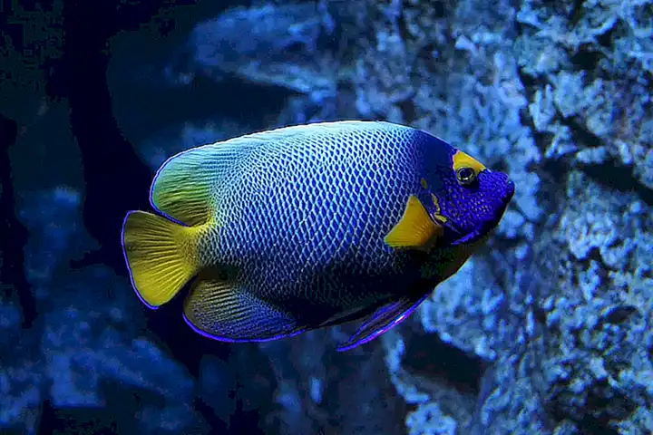 peces-exoticos-y-tropicales-para-el-acuario_h2_239.webp
