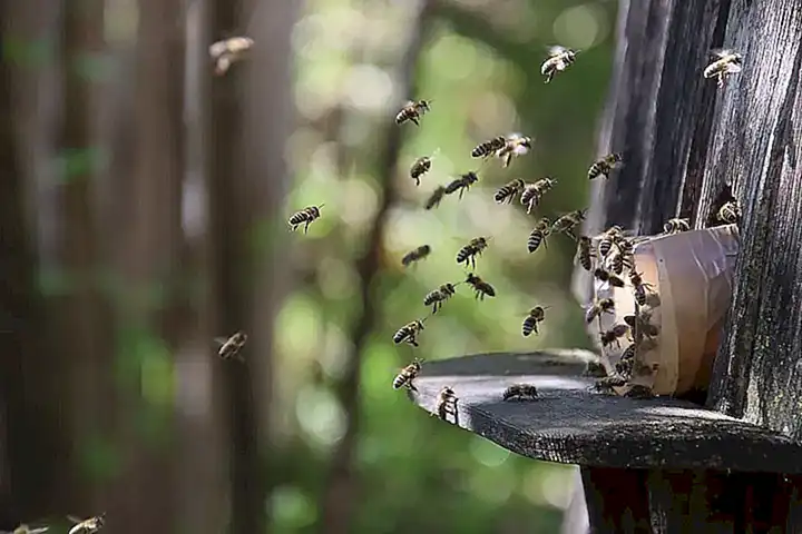 Estudios sobre emociones en abejas
