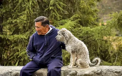 signs-y-sintomas-del-dolor-cronico-en-perros_h2_1314.webp