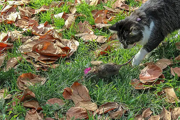 Explicación del instinto detrás del amasado en los gatos