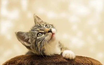 preparando-para-tu-gatito_h2_1357.webp