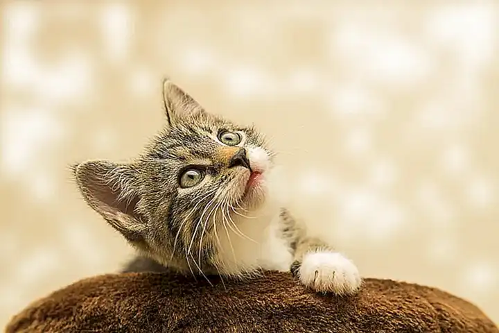 preparando-para-tu-gatito_h2_1357.webp