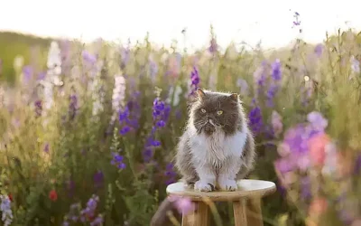 factores-potenciales-que-pueden-provocar-sangre-en-la-orina-del-gato_h2_365.webp
