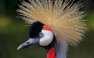 el-mundo-de-los-reptiles_h2_258.webp