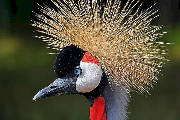 Fauna en peligro