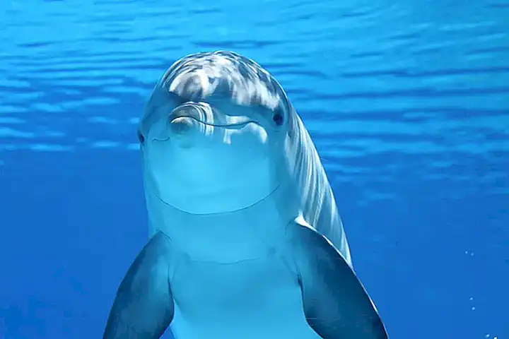 Fauna marítima
