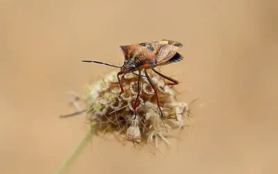 historia-y-cultura-animal_h2_377.webp