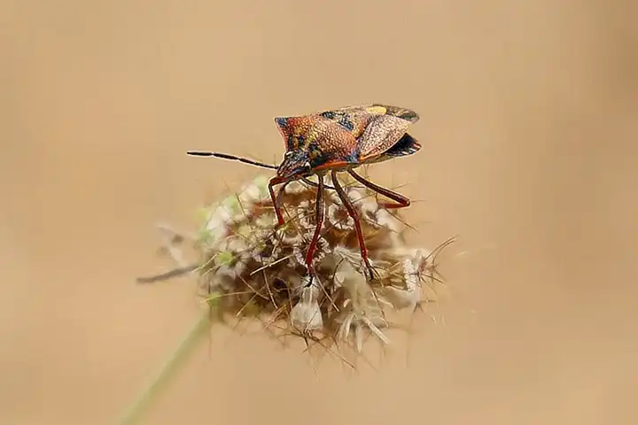 Flora y fauna