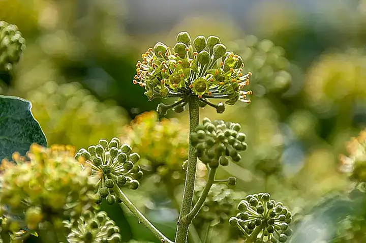 Flora