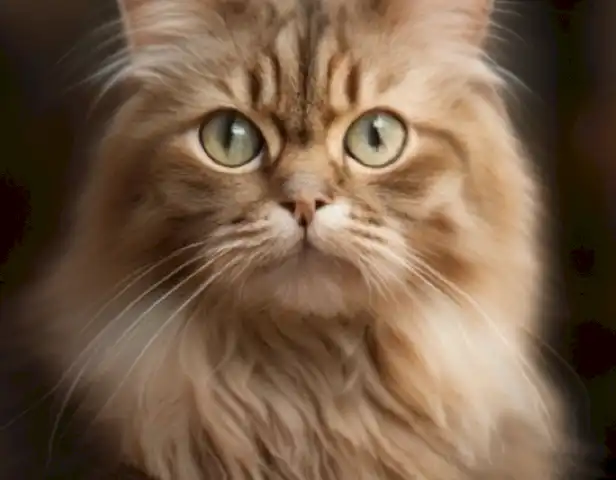 Image of the article Gatos ancianos: una guía completa sobre su salud y bienestar should show healthy and old cats, with a focus on their physical appearance, behavior, and overall well-being.