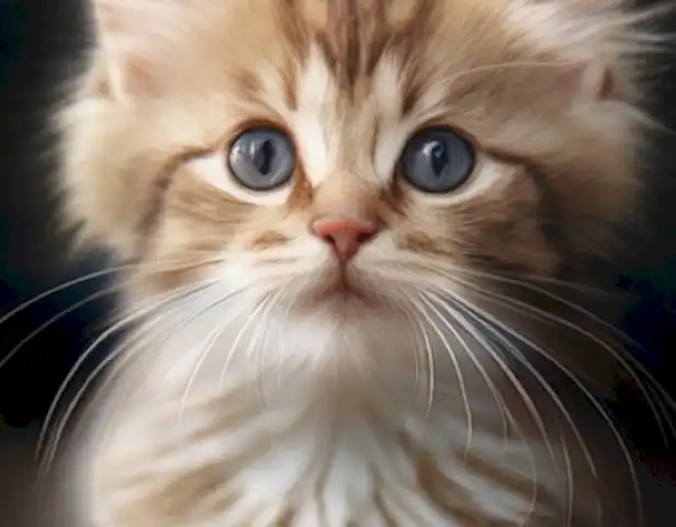 Image of the article should showcase the diverse health and well-being of cats of all ages, from kittens to senior citizens.
