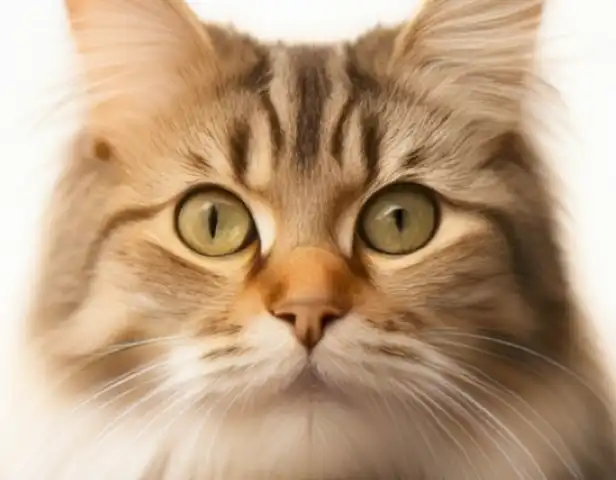 Image of the article Gatos ancianos: una guía completa sobre su salud y bienestar should feature images of cats of different ages and health conditions, along with infographics and diagrams that explain key health facts about senior cats.