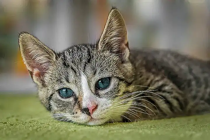Gato Exotic Shorthair