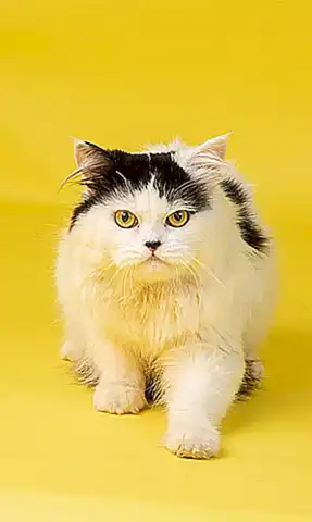 Gato persa chinchilla
