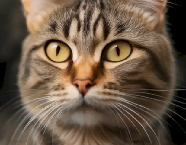 El image of the article should showcase the different aspects of the common European cat, including its physical characteristics, behavior, and care requirements.