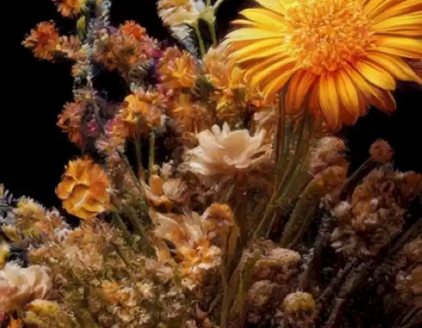 ZoPlus Magazine: el guía definitiva para los apasionados por el mundo natural, muestra imágenes de flora y fauna en acción, ofreciendo al lector una experiencia visual de la belleza y riqueza del mundo natural.