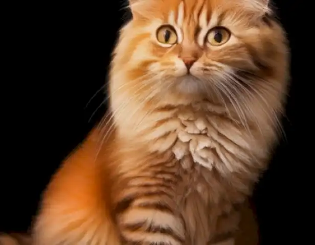 Magazine para gatos de Peludos.top showcases the vibrant and playful world of cats through stunning photographs and informative articles.