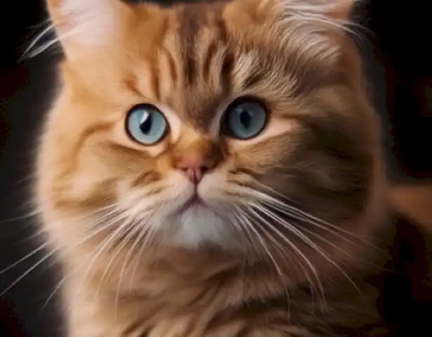 Magazine para gatos de Peludos.top showcases the stylish and informative content available on the website, providing cat lovers with all they need to know about keeping their furry companions happy and entertained.