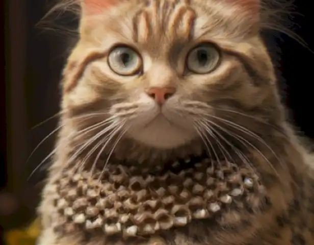 Image of a Gato tonkinés, a butterfly-loving cat, showcasing its characteristic thick fur and spotted pattern.