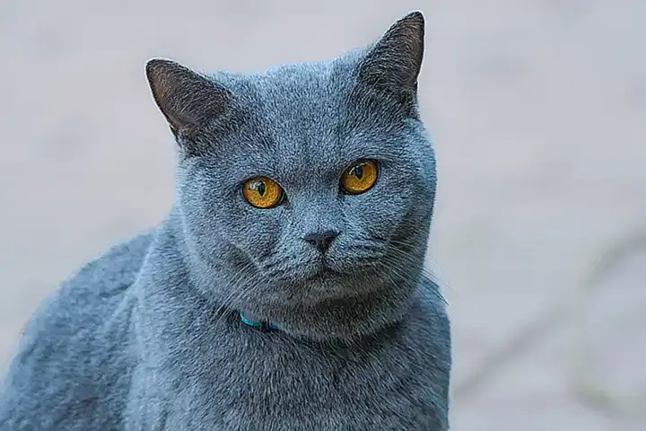 Gatos domésticos identificados