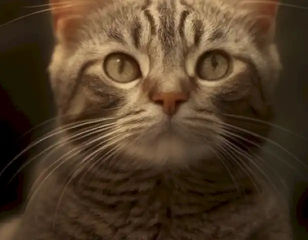 Las 10 razas de gatos más caras: séate y observa su increíble belleza.