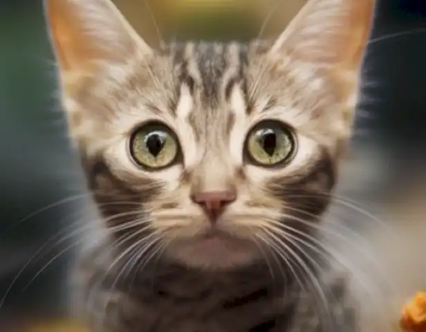 ¡Picadura de avispa en gatos: Guía completa!