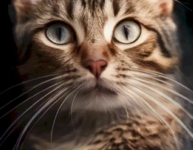 ¡Picadura de avispa en gatos: ¿Qué se puede hacer? Guía completa