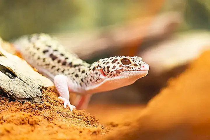 Geckos leopardos